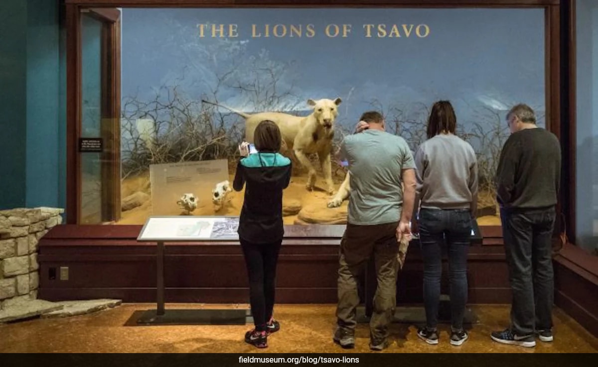 Comedores de homens de Tsavo: dentes de leão centenários revelam novos detalhes chocantes