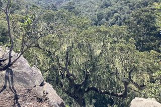 Uma vista de um vale arborizado