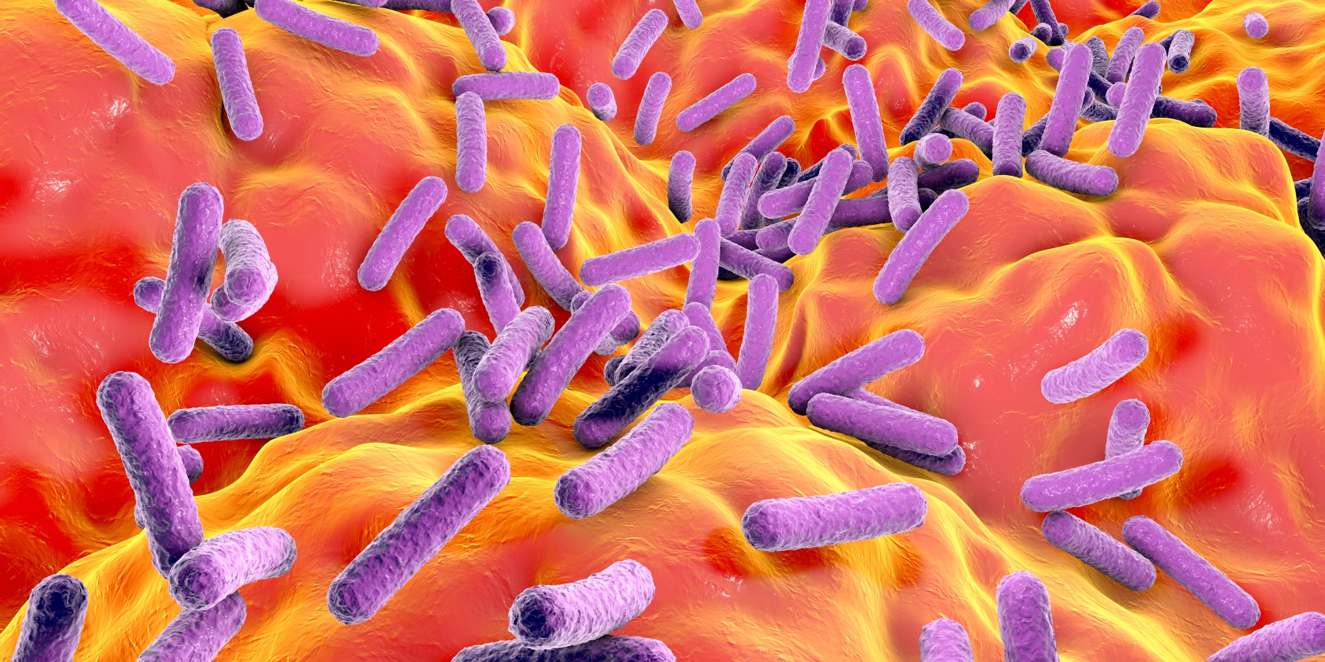 Ilustração médica mostrando estruturas roxas em forma de bastonete (representando bactérias) contra um fundo vermelho e laranja (representando o intestino)