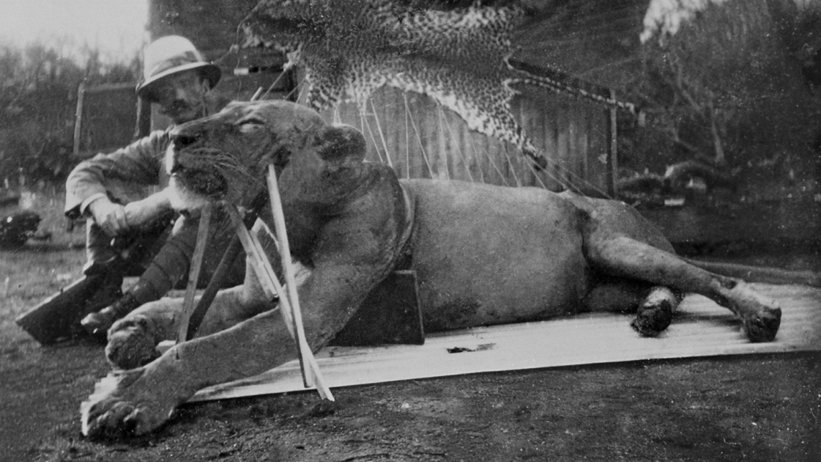 Primeiro leão comedor de gente Tsavo morto.