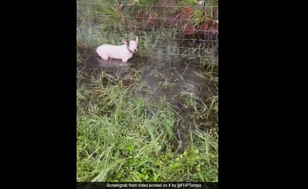 Ver: Cachorro deixado amarrado a uma cerca em meio ao furacão Milton, resgatado por policiais