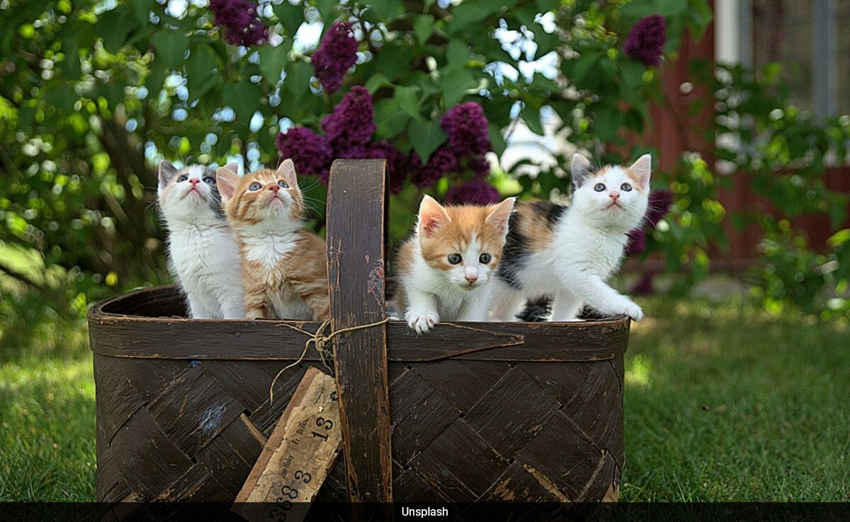 A ciência prova o que suspeitávamos: os gatos são basicamente ‘líquidos’