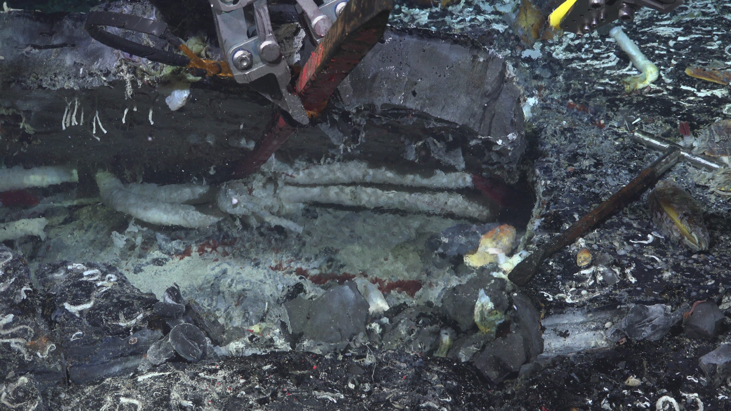 Imagem subaquática de um veículo operado remotamente levantando uma placa de crosta oceânica para revelar grandes vermes tubulares brancos.