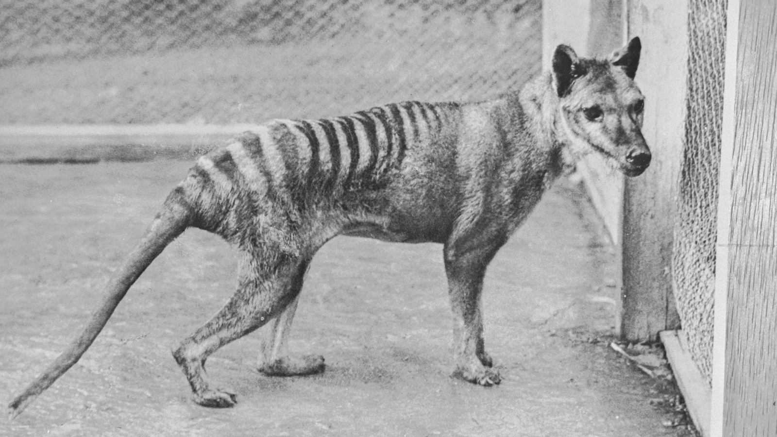 Tilacino no Zoológico de Beaumaris em 1936.