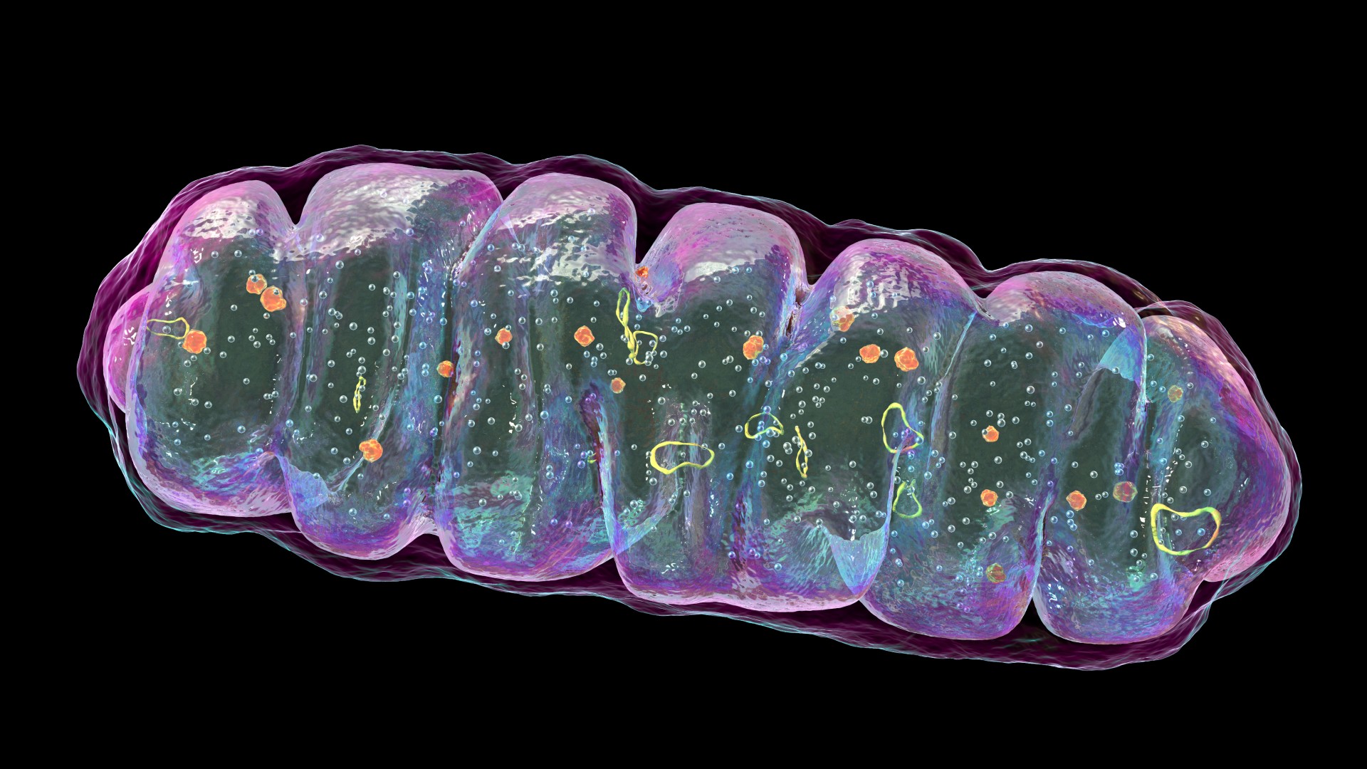 O mau funcionamento das mitocôndrias pode causar a doença de Crohn, sugerem estudos iniciais