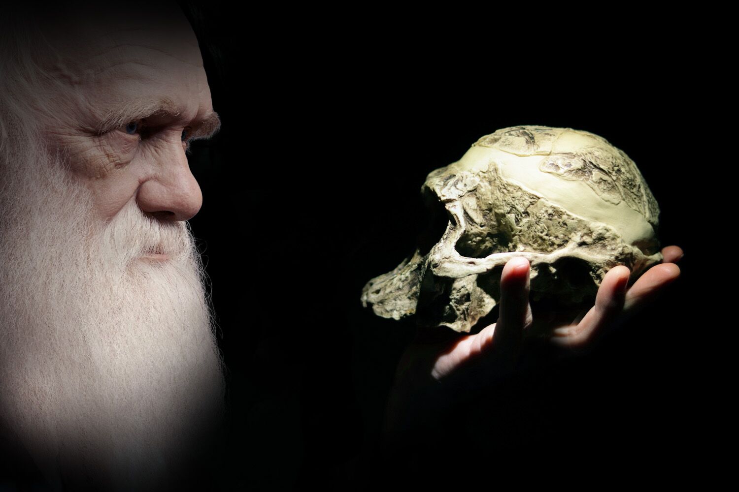 Uma dor de cabeça para Darwin: o relógio da evolução anda aos solavancos