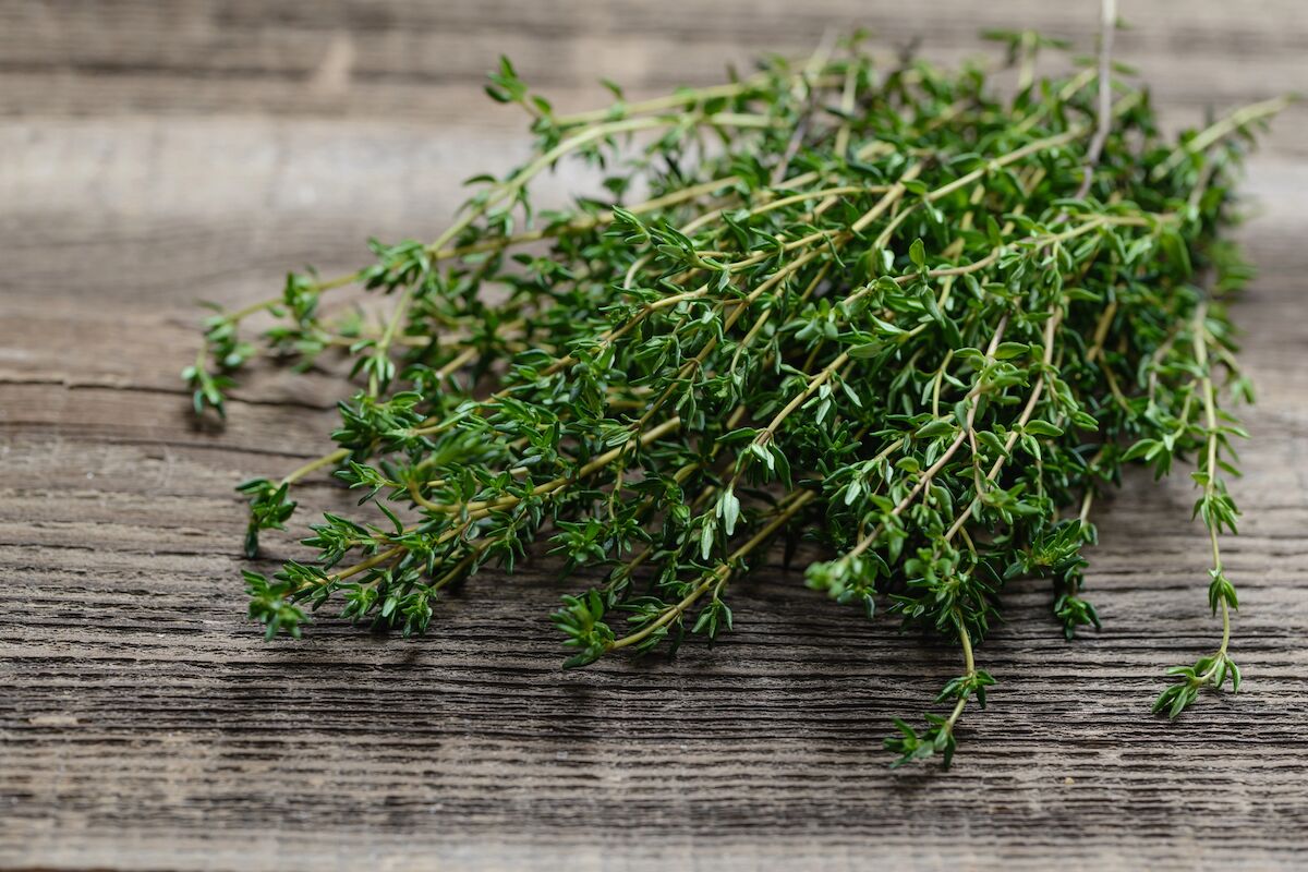 Os romanos usavam fezes humanas como remédio. Obrigado ao tomilho