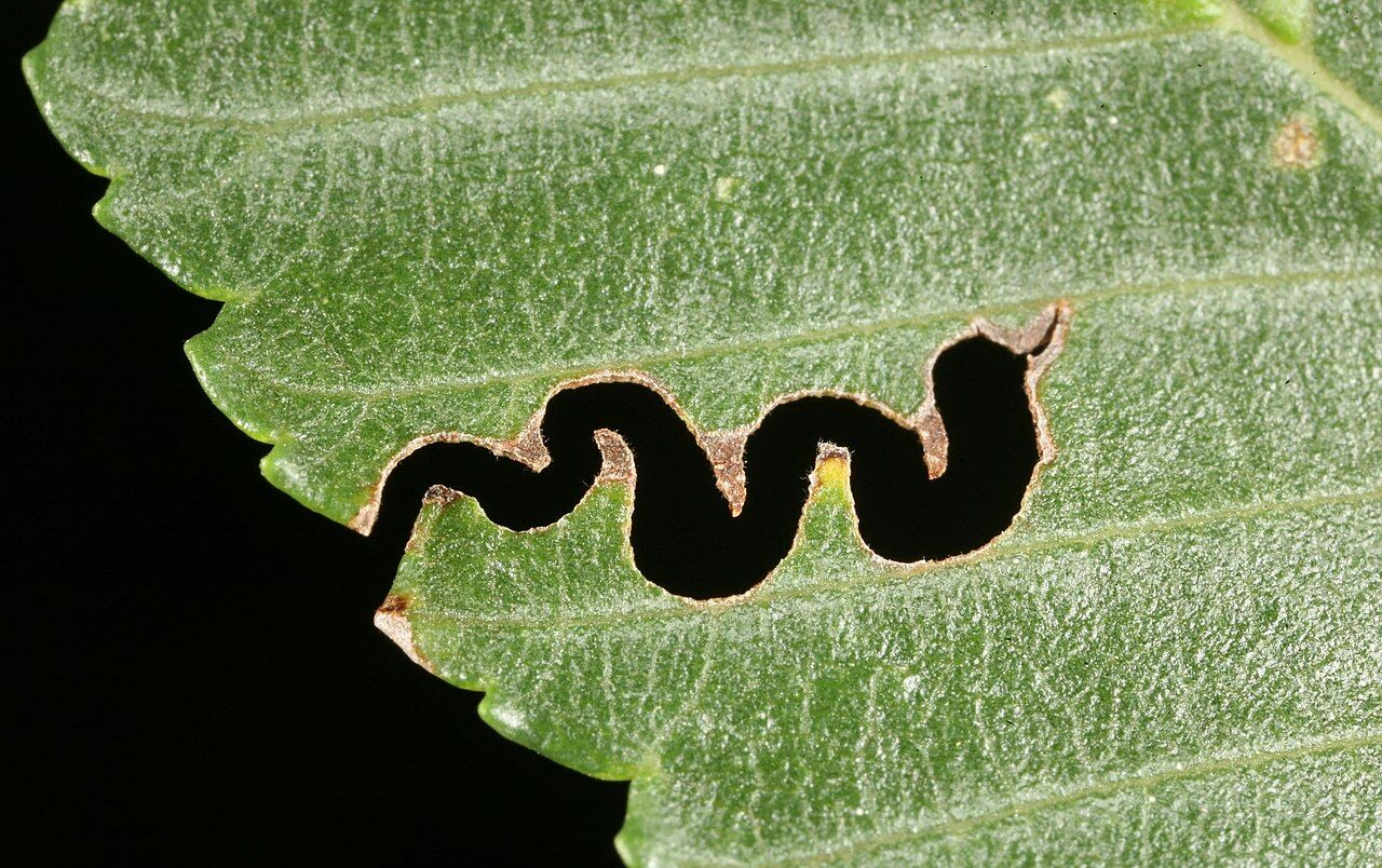 Os EUA também estão a ser invadidos… por um exército de vespas fêmeas