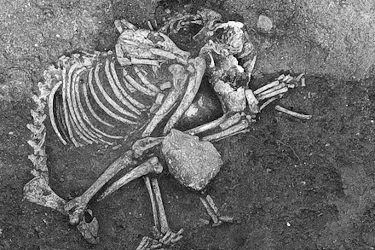 Há 2.500 anos, nos grandes banquetes da Bulgária servia-se carne de cão