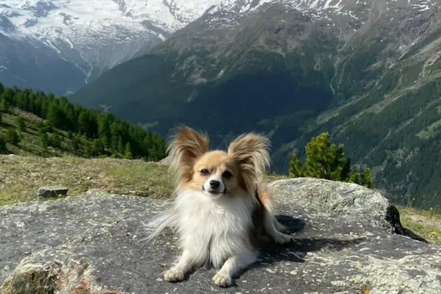 Caiu de uma ponte de neve para um buraco gelado: o seu chihuahua salvou-lhe a vida