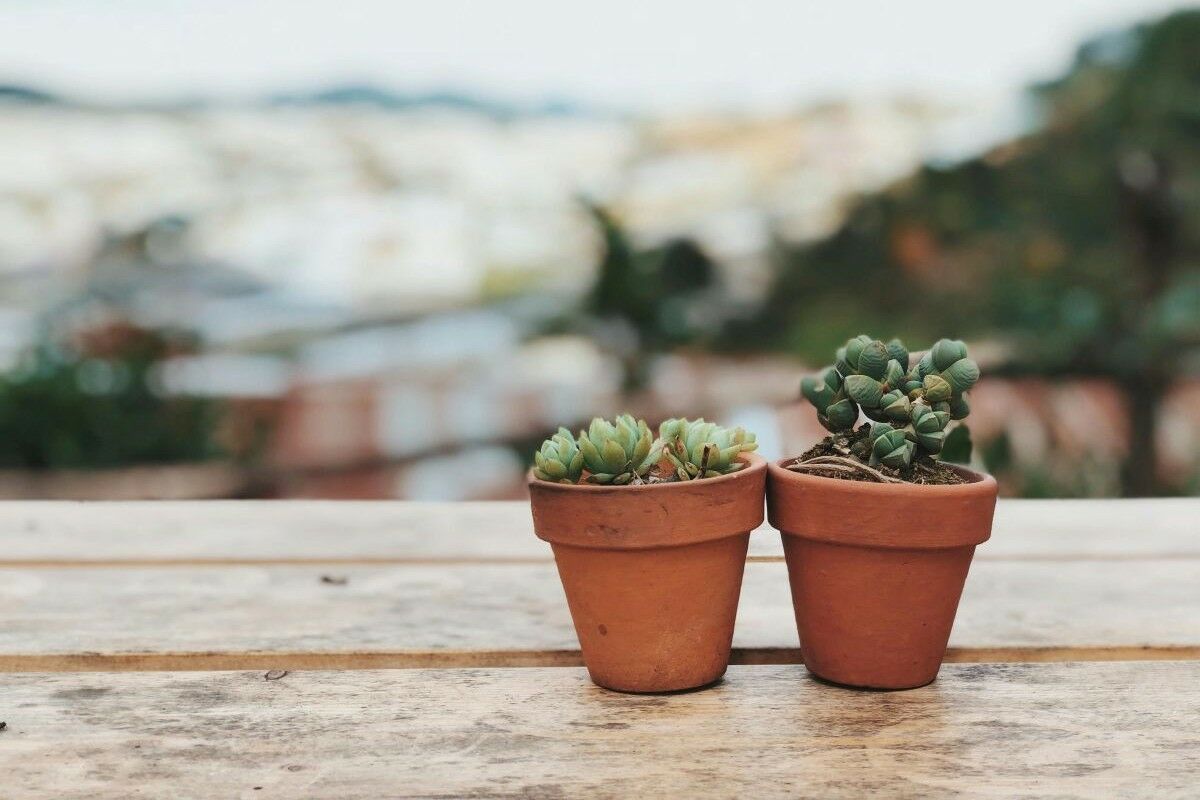 É um serial killer de plantas de interior? 4 erros que provavelmente está a cometer