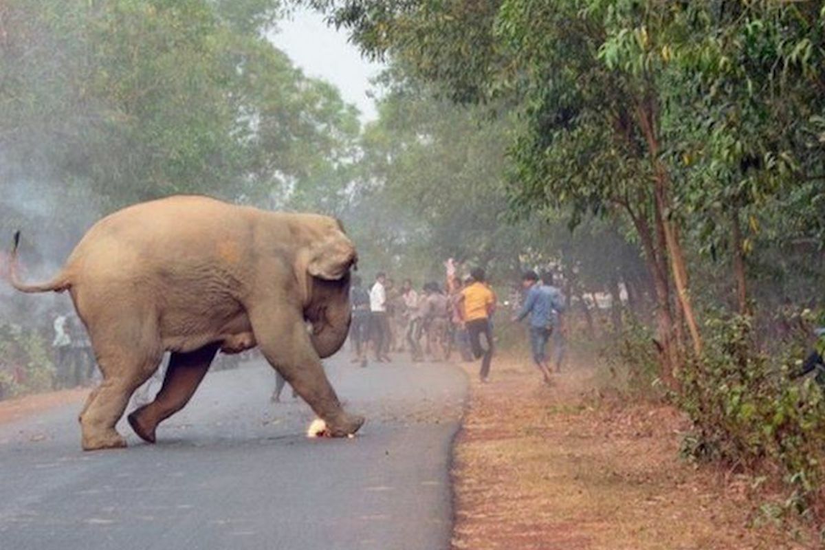 Elefante matou 20 pessoas na Índia. Ninguém o consegue apanhar