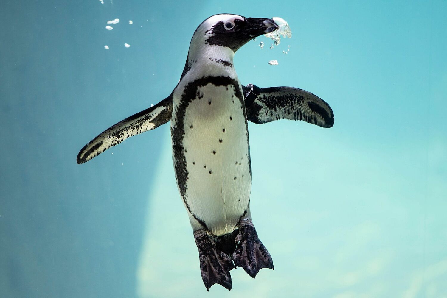 ​​Pinguins morreram em massa. Tinham fome