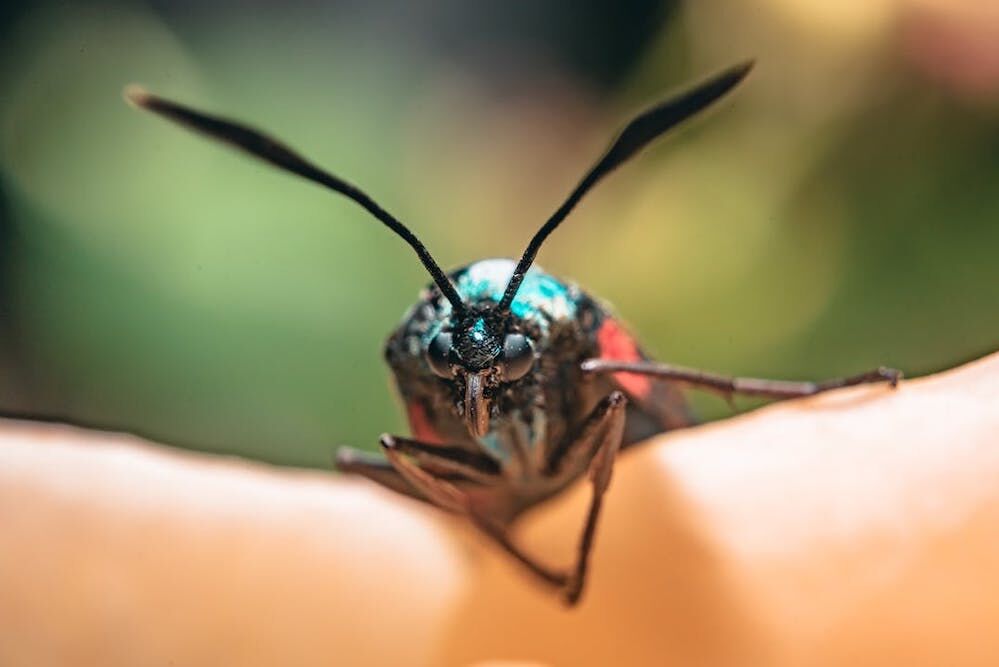 Os insetos não são (só) invasores