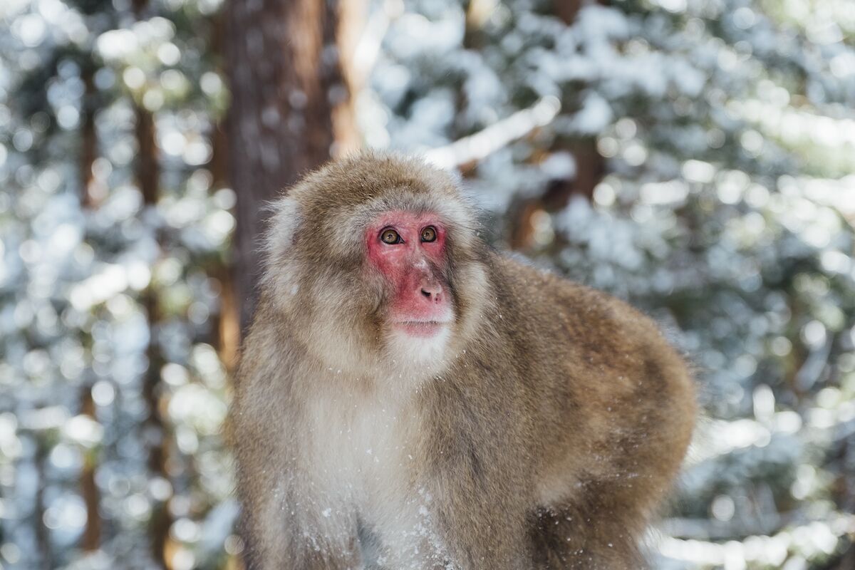 As relações homossexuais entre primatas podem ser uma estratégia de sobrevivência