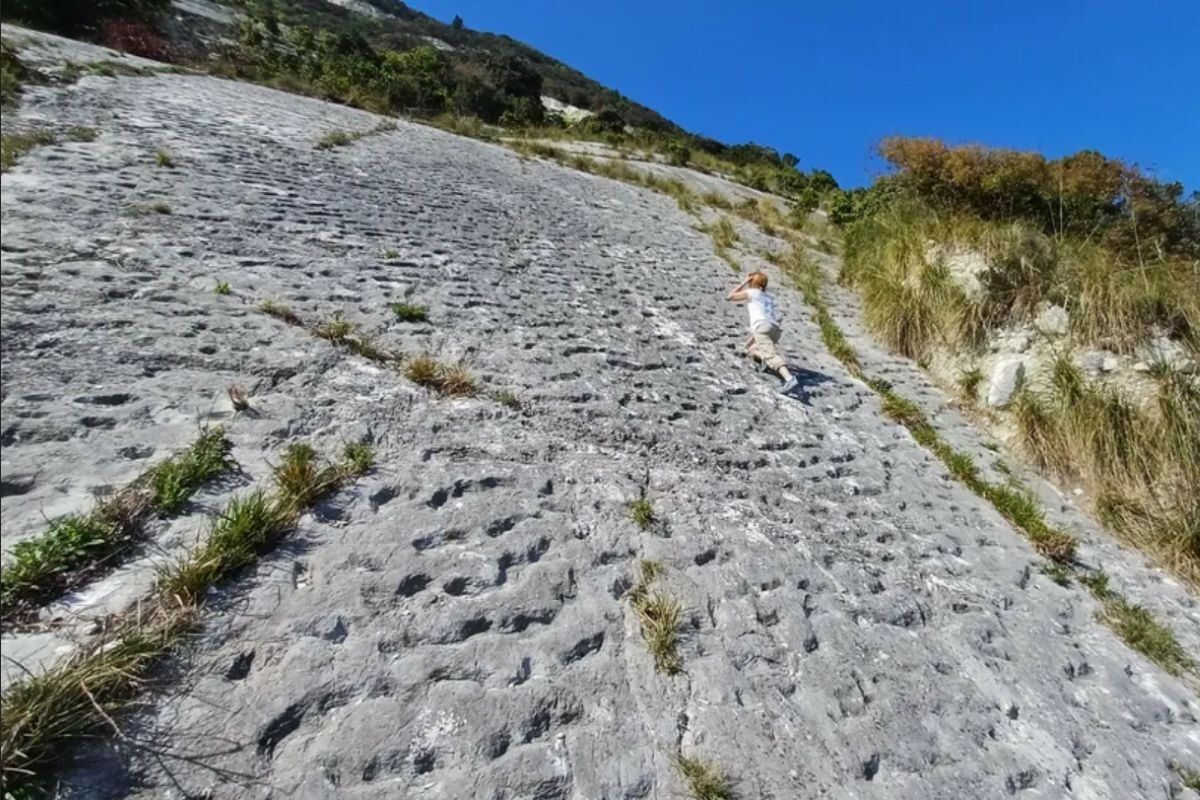 Tartarugas em pânico fugiram de um sismo há 80 milhões de anos e deixaram marcas para sempre
