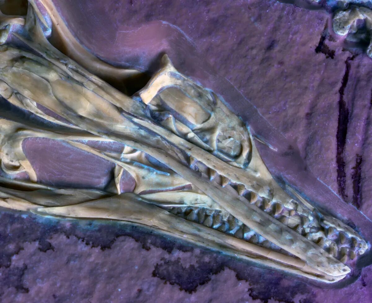 Fóssil de Archaeopteryx que brilha revela característica nunca vista no interior do crânio