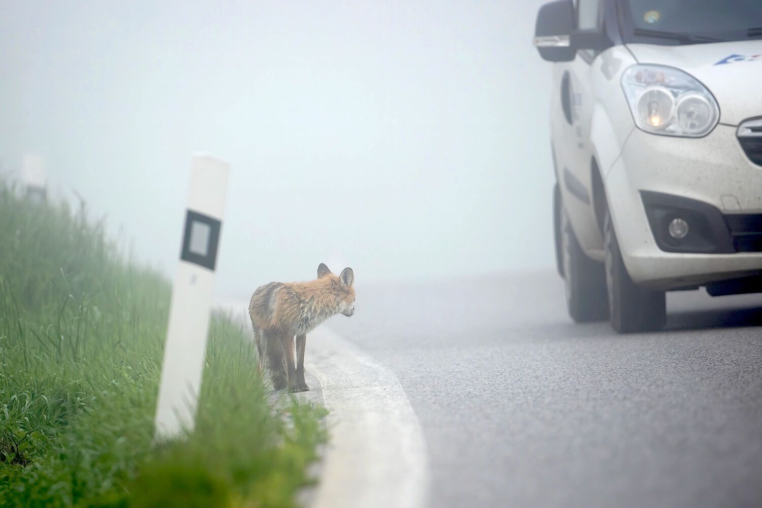 Os atropelamentos de animais têm um lado surpreendentemente positivo