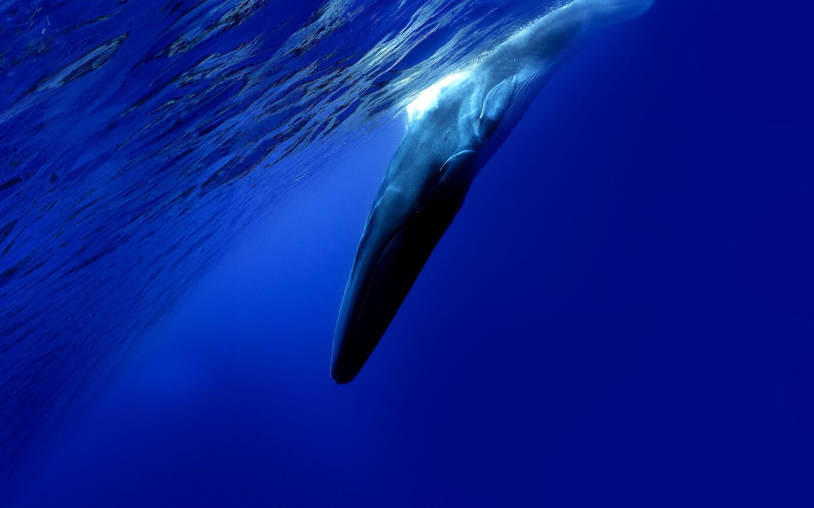 A Marinha dos EUA detetou um som estranho no oceano. É o animal mais solitário do planeta