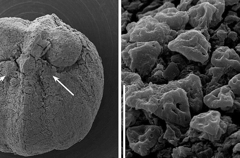 Descoberta portuguesa revela plantas com flor com 87 milhões de anos⁩