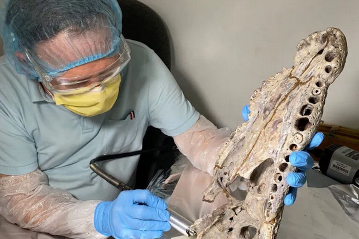 Crocodilos alcançaram proeza incrível. Depois, foram exterminados pelos humanos