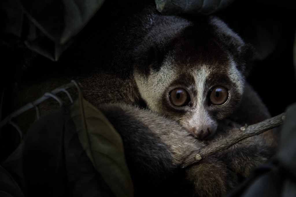 Há apenas um primata venenoso conhecido no mundo, e é aquele que menos se imagina