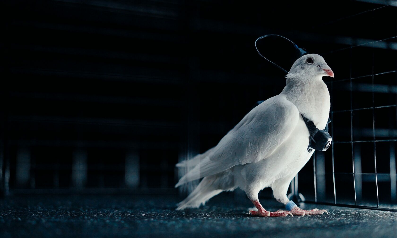 Empresa russa diz ter transformado pombos em “biodrones”