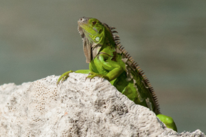Iguanas congeladas estão a cair das árvores na Flórida. A solução? Comê-las em tacos