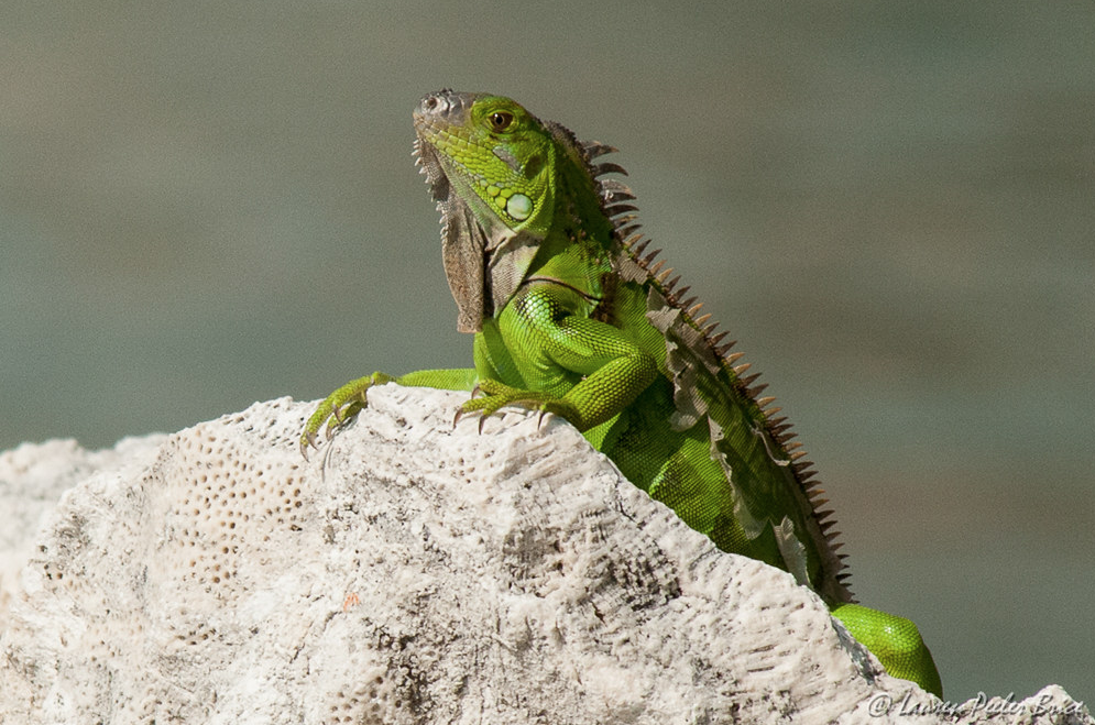 Iguanas congeladas estão a cair das árvores na Flórida. A solução? Comê-las em tacos