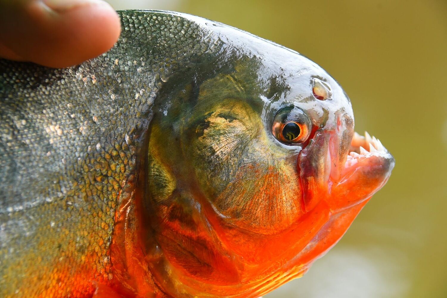 Ataque massivo de piranhas faz dezenas de feridos em praia argentina